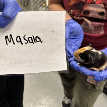 Rescue Guinea Pig Guinea Pigs for Adoption in Las Vegas, Nevada - MASALA | PetCurious